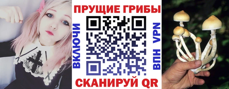 Галлюциногенные грибы Psilocybine cubensis  Новохопёрск 